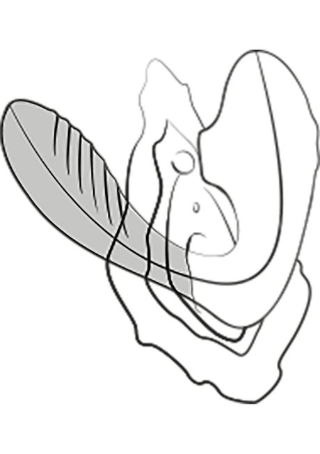 Galm