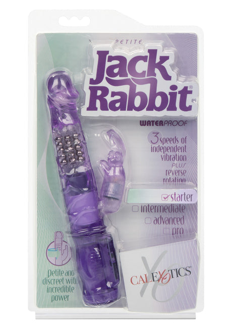 Petite Jack Rabbit